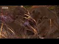 BBC: Swamp Cats - Tasting Buffalo