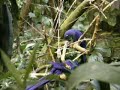 biodome ara bleu royal