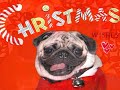 *SMILING PUG* VINTAGE PUG CHRISTMAS