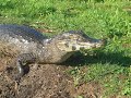 Estero del Ibera Wildlife