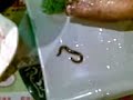 ?????? ?????? Worm in Aoba Japanese Restaurant
