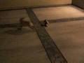 videos de Dapple Dachchund VS Pug