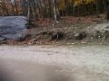 carot for deer 2