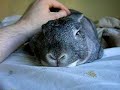Bunny Torpedo