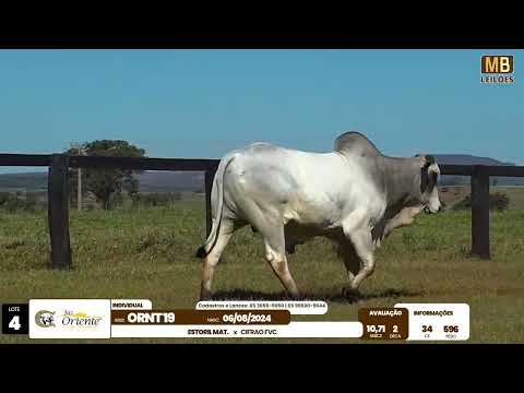 1� LEIL�O PRODU��O FAZENDA ORIENTE