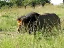 male lions