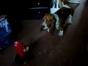 Millie and the penguin