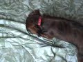In Honor of National Dog Day, here is a quick video of my Daschund : Brock diggin in the bed to find his Squeaky. You can visit me online at www.askkevanything.com