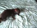 Daschund Vs. Squeaky