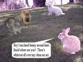 UVIC Poltical Bunnies