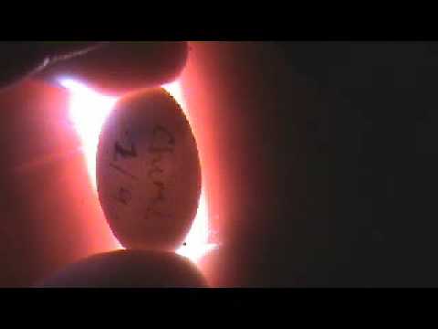 how to fertilize gecko eggs