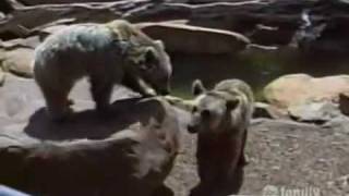 America's Funniest Home Videos - Nhung Clip hai hay nhat - tap 86