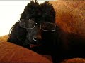 Watson\