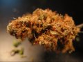 bud up close