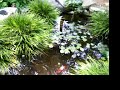 Fish Pond