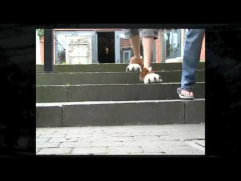 Bekijk video