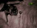 on animal planet's 