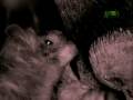 Vampire Bats