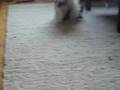 Japanese Chin video