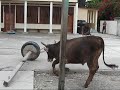 La Vaca Loca Utila Cays