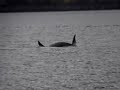 Killer whales A12s Robson Bight 2000