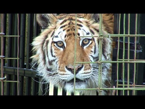 Tiger Medical Exam - Farewell Kimba...