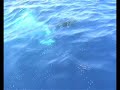 tiburon ballena