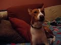 Lucy singing.avi