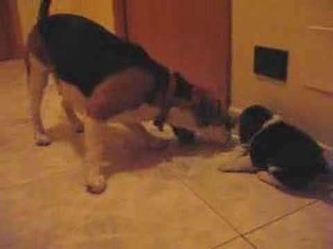 beagle