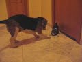 beagle beagle