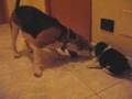 Beagle video