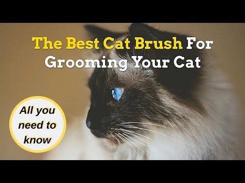 Best Cat Brush | How to Pick the Best Hairbrush for Your Cat