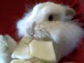 Tinky and the fennel