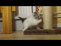 Kittens Kittens