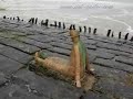FOLON \"La mer, ce grand sculpteur\"