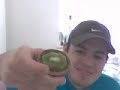 kiwi shisha