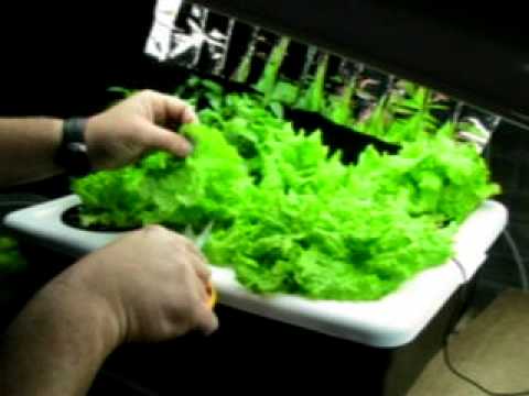 how to harvest hydroponic lettuce