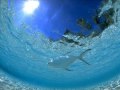 Jermone Isma-Ae Underwater Love  and Bluchel & Von Deylen  Etoile Polaire