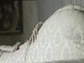 Anna Ternheim  Girl Laying Down