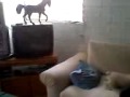 PERRO LADRA A CABALLO DE PLASTICO