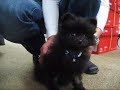 ポメラニアン動画