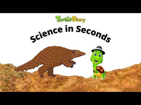 How Does a Pangolin Get Food? *Science in Seconds