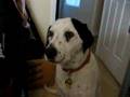 Dalmatian yawning on command!!!