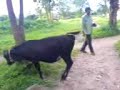 we @ Aana koodu( kodanadu)