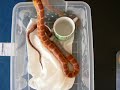 mue-elaphe-guttata-exuvie.html