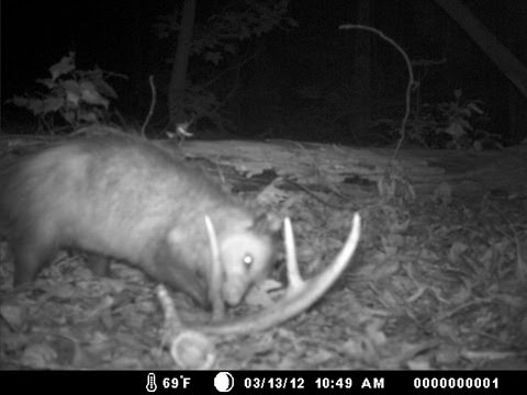 how to collect shed antlers