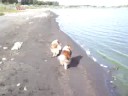 Pothole Sheltie vacation