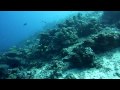 Diving Maldives Faafu Atoll Sea Wildlife 5