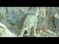 Snow leopard steals from scientists