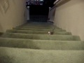 Lutino Pearl and White Face Cockatiel Climbing Up Stairs